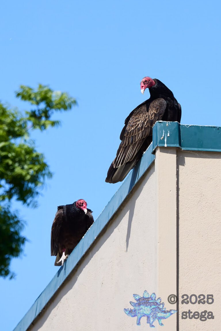 Turkey Vulture