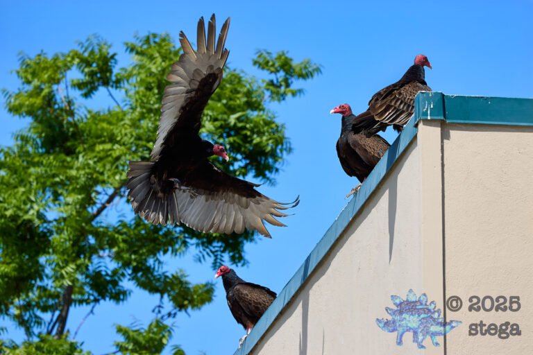 Turkey Vulture