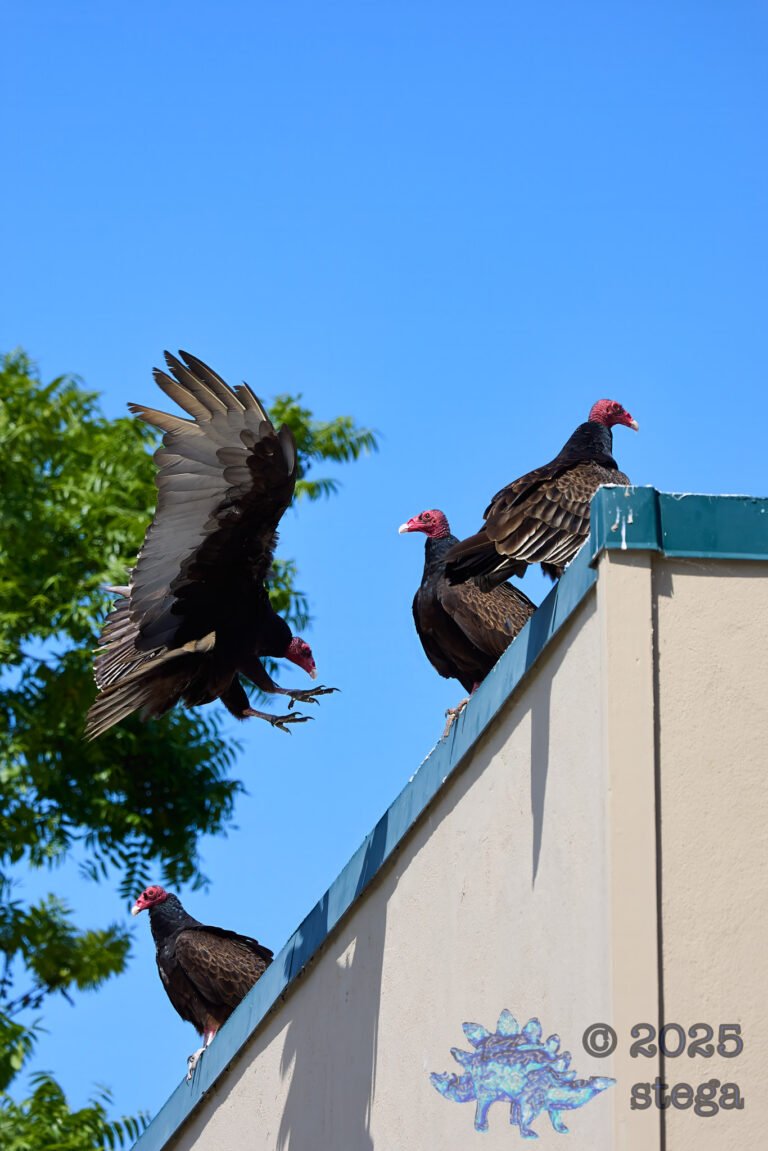Turkey Vulture