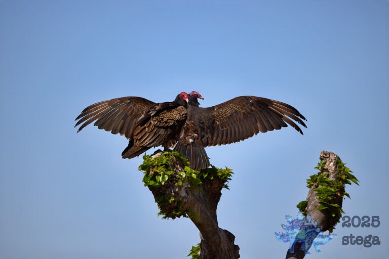 Turkey Vulture
