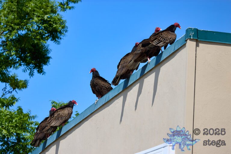 Turkey Vulture