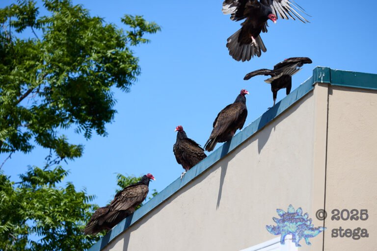 Turkey Vulture