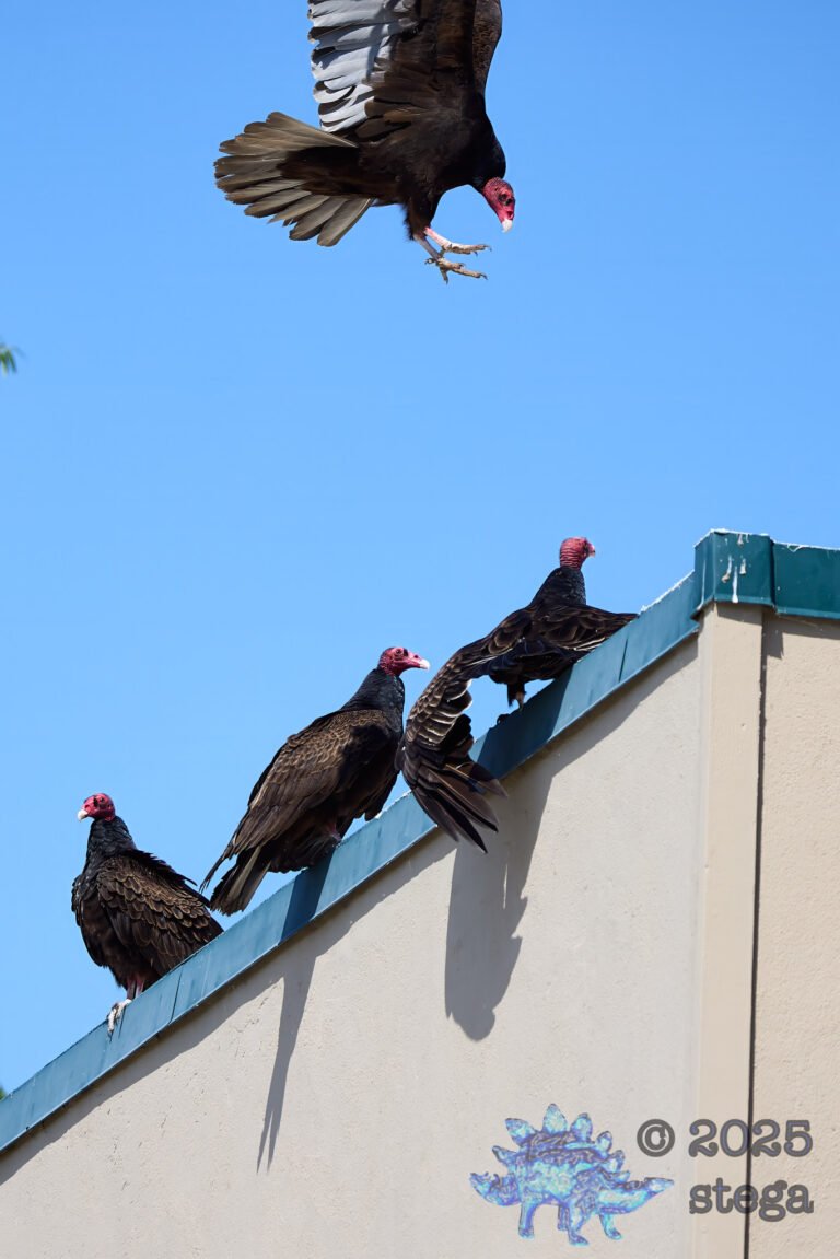 Turkey Vulture