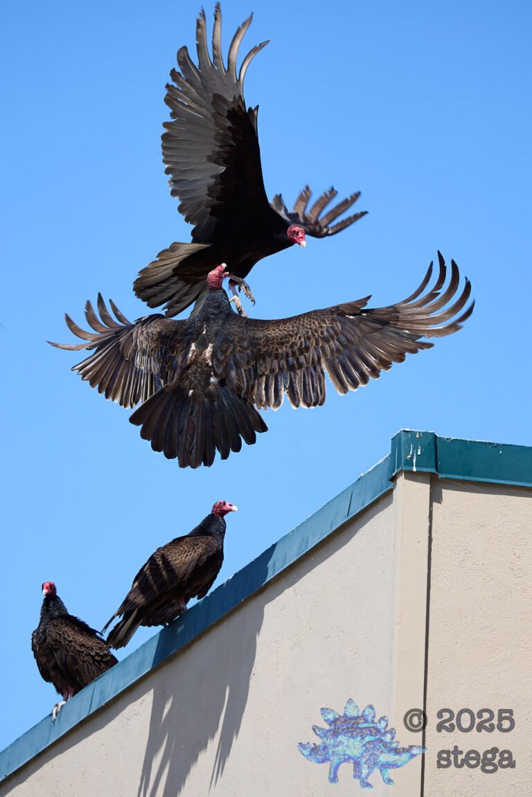 Turkey Vulture