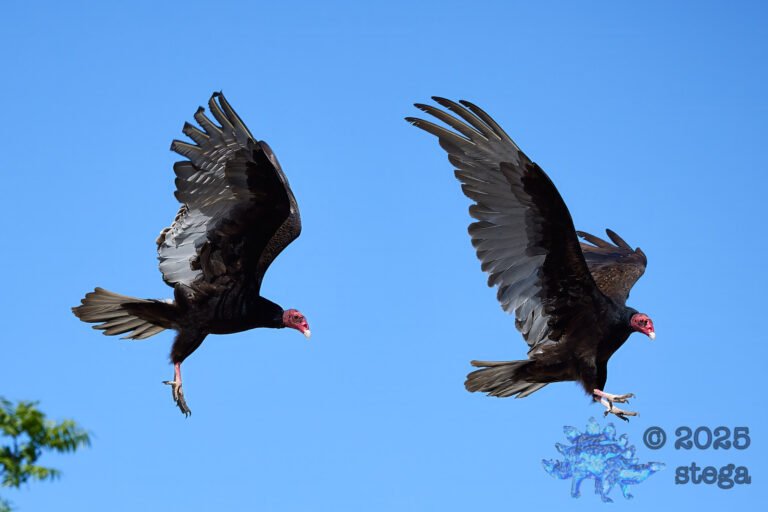 Turkey Vulture