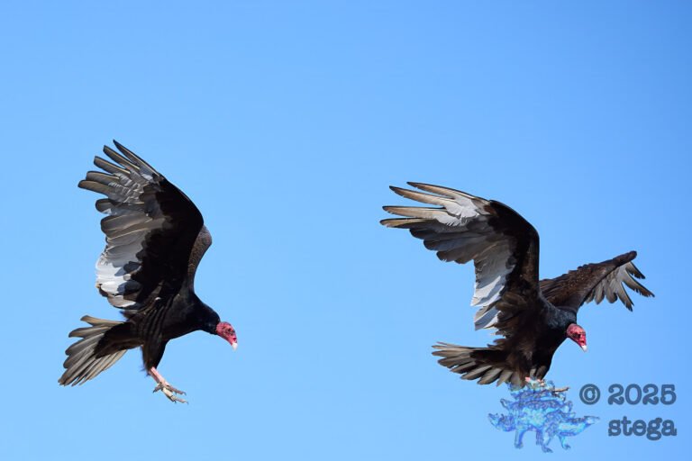 Turkey Vulture