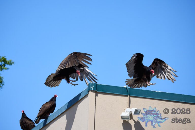 Turkey Vulture