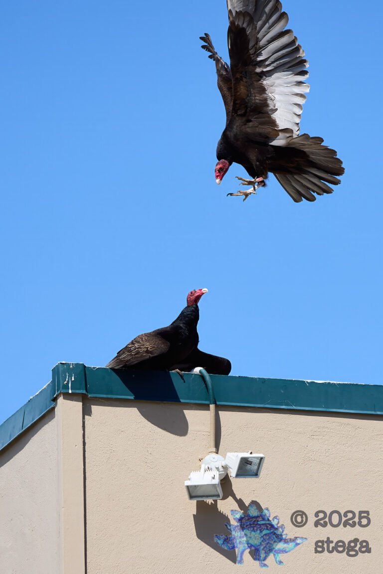 Turkey Vulture