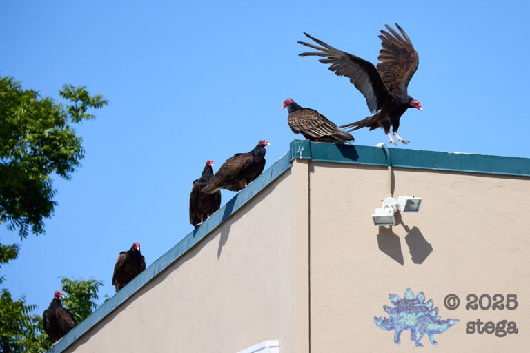 Turkey Vulture