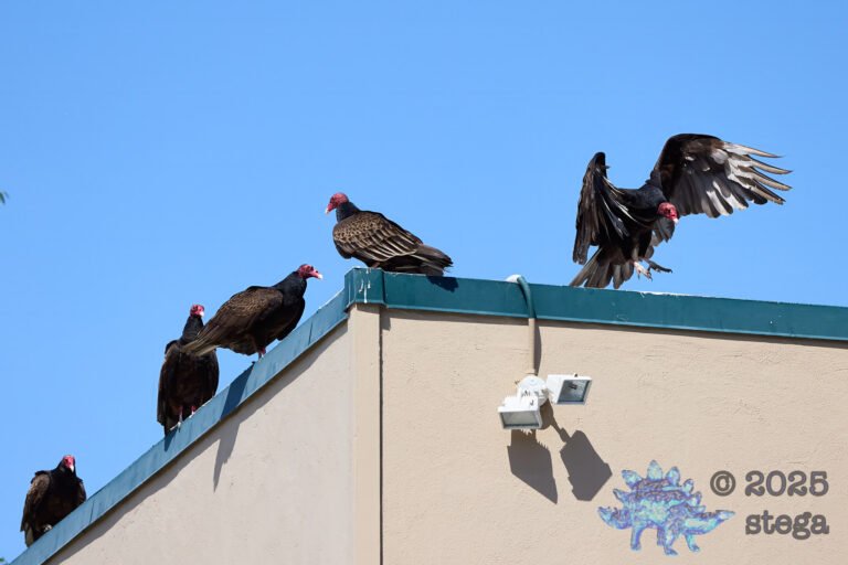 Turkey Vulture