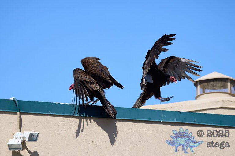 Turkey Vulture