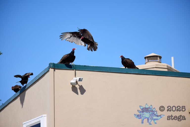Turkey Vulture