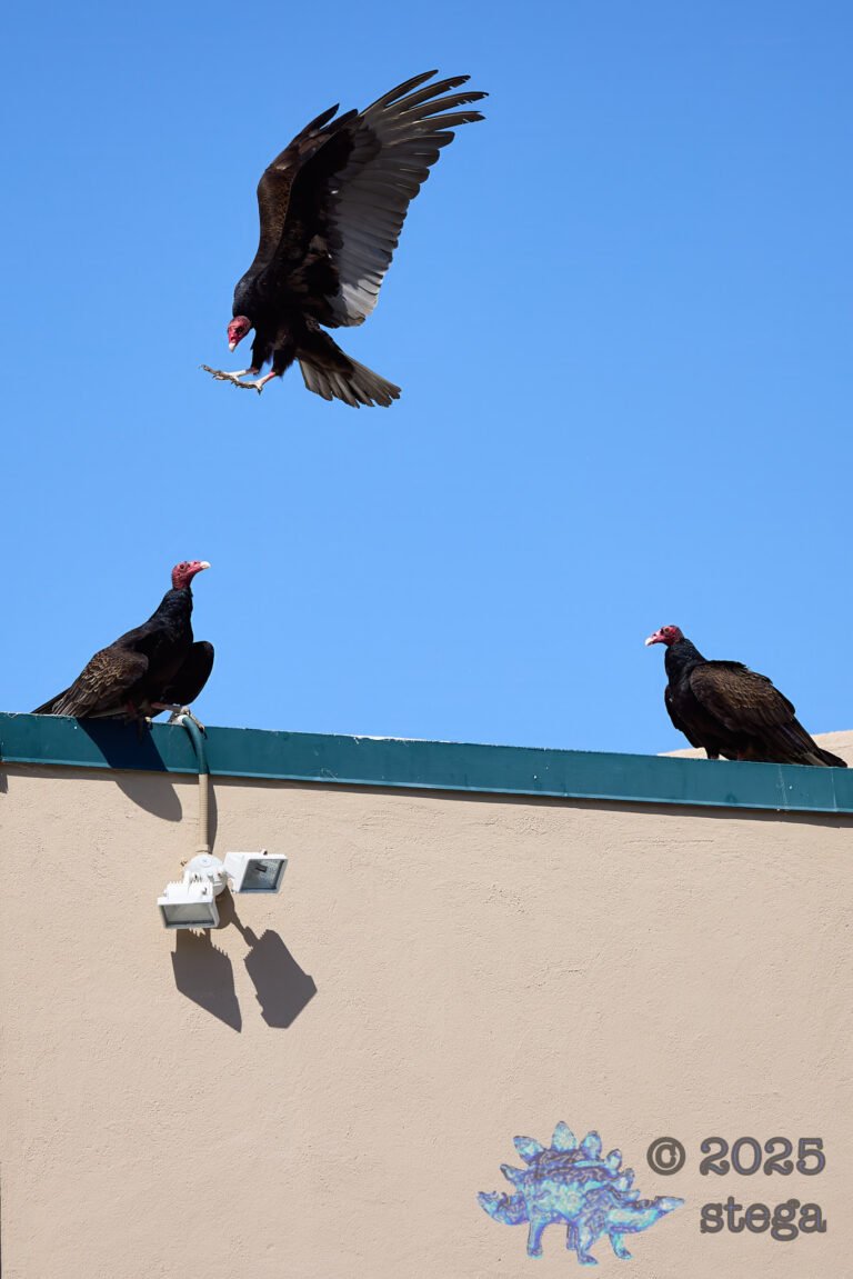 Turkey Vulture
