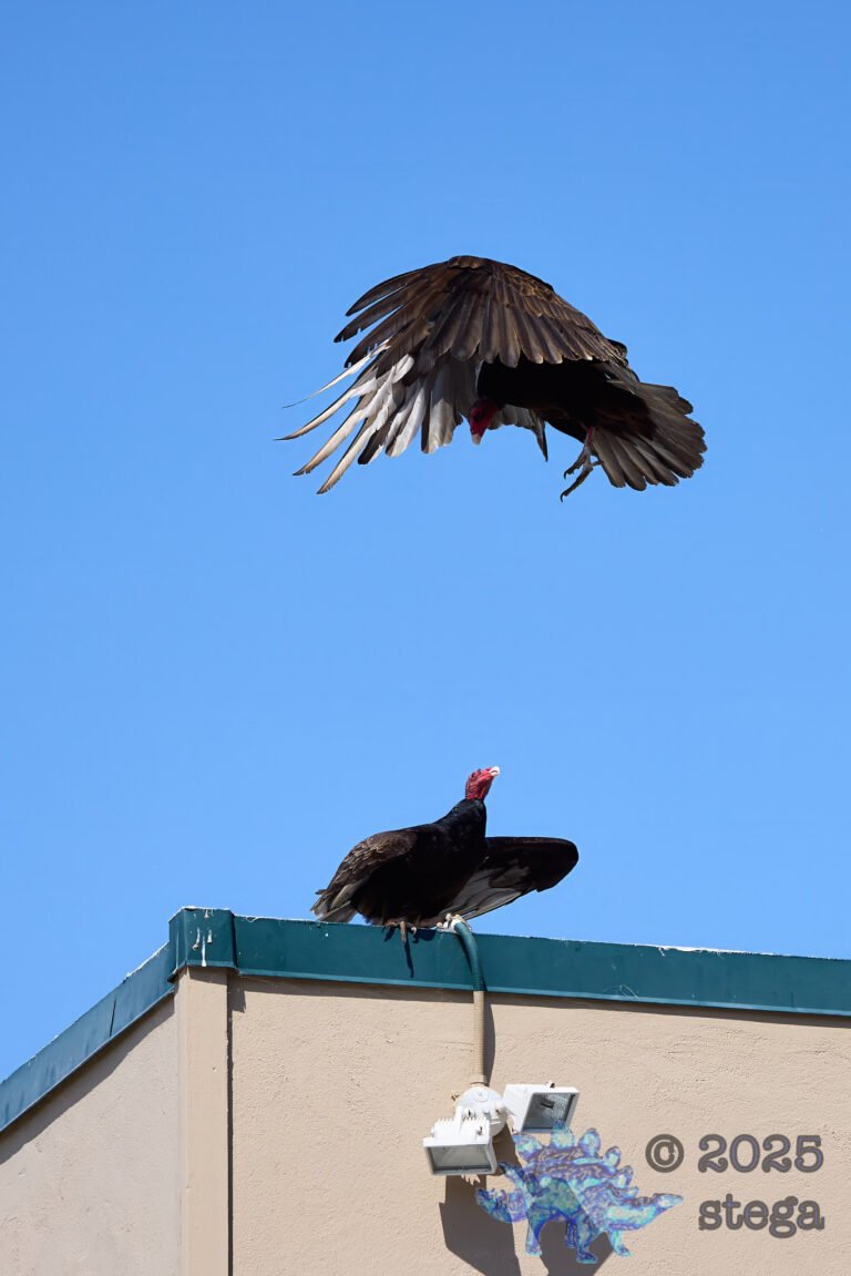 Turkey Vulture