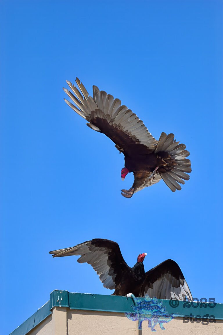 Turkey Vulture