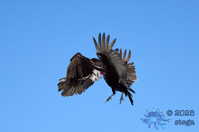 Turkey Vulture