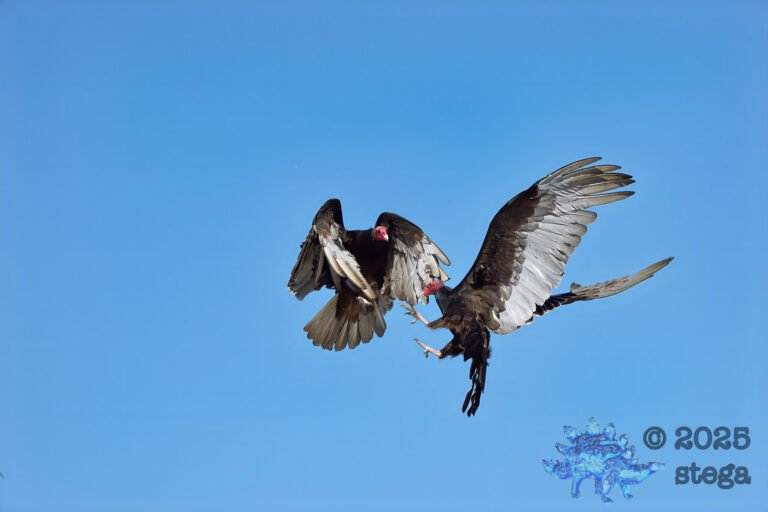 Turkey Vulture
