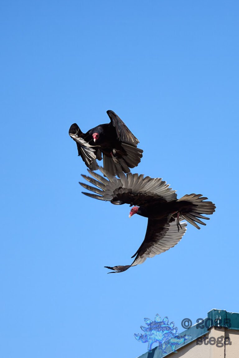 Turkey Vulture