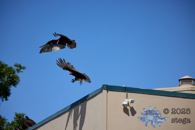 Turkey Vulture