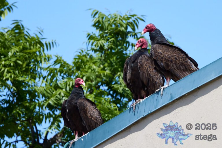 Turkey Vulture