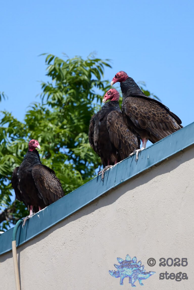 Turkey Vulture