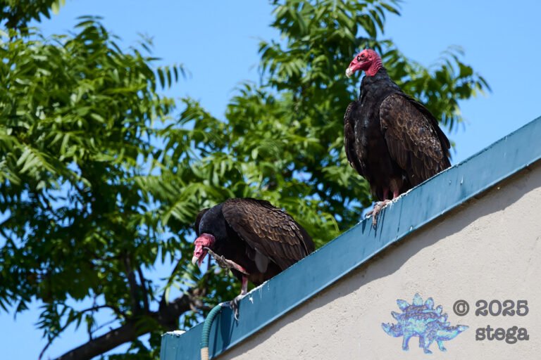 Turkey Vulture