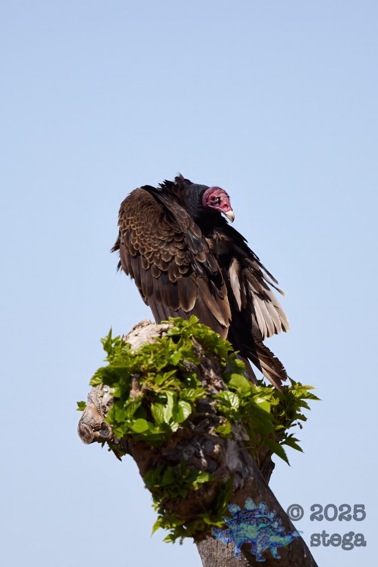 Turkey Vulture