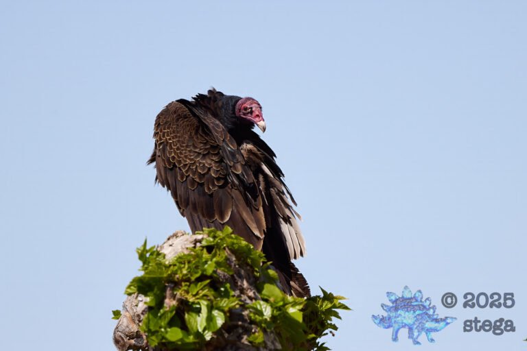 Turkey Vulture