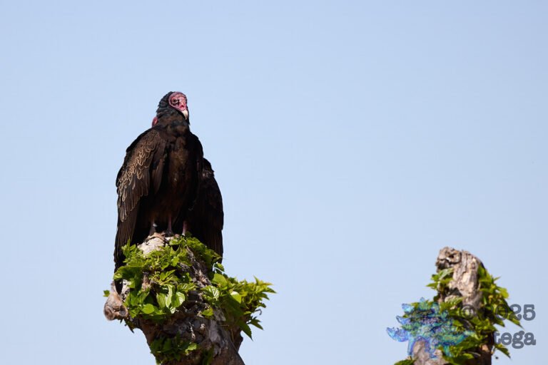 Turkey Vulture