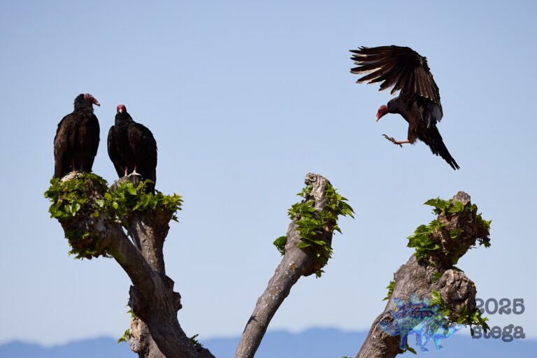 Turkey Vulture