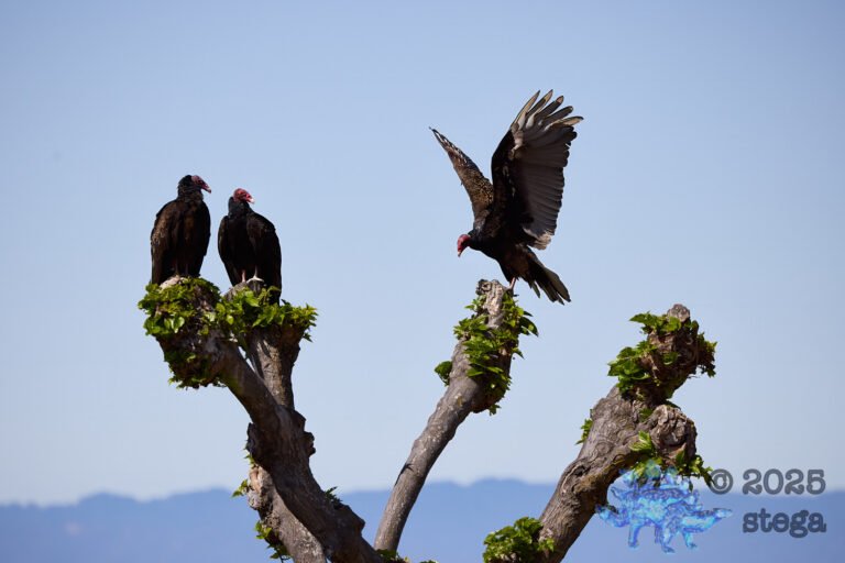 Turkey Vulture