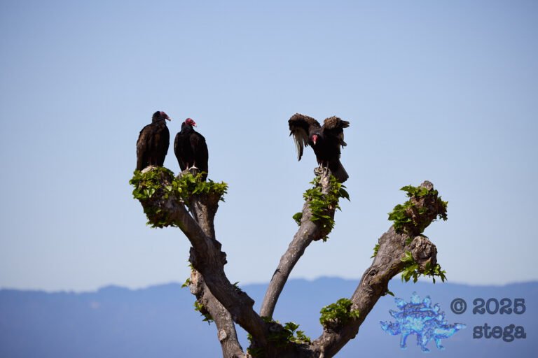 Turkey Vulture