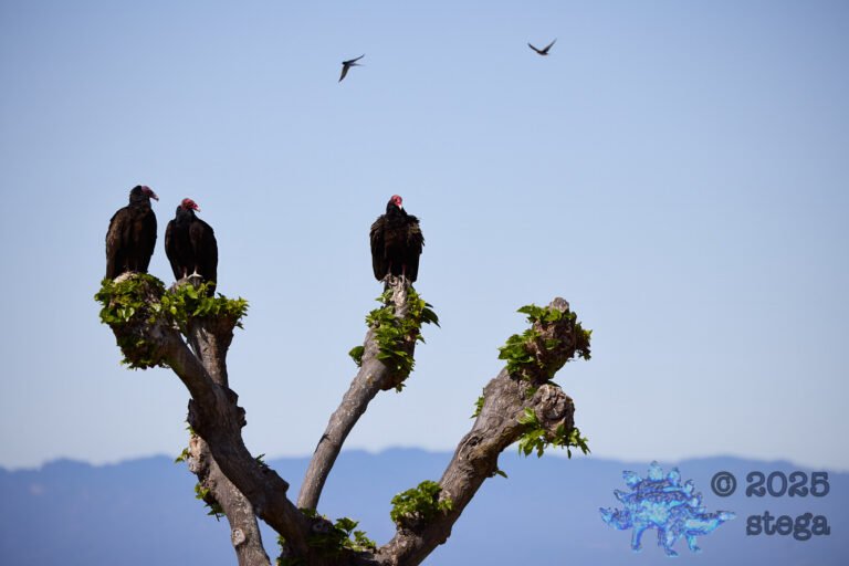 Turkey Vulture