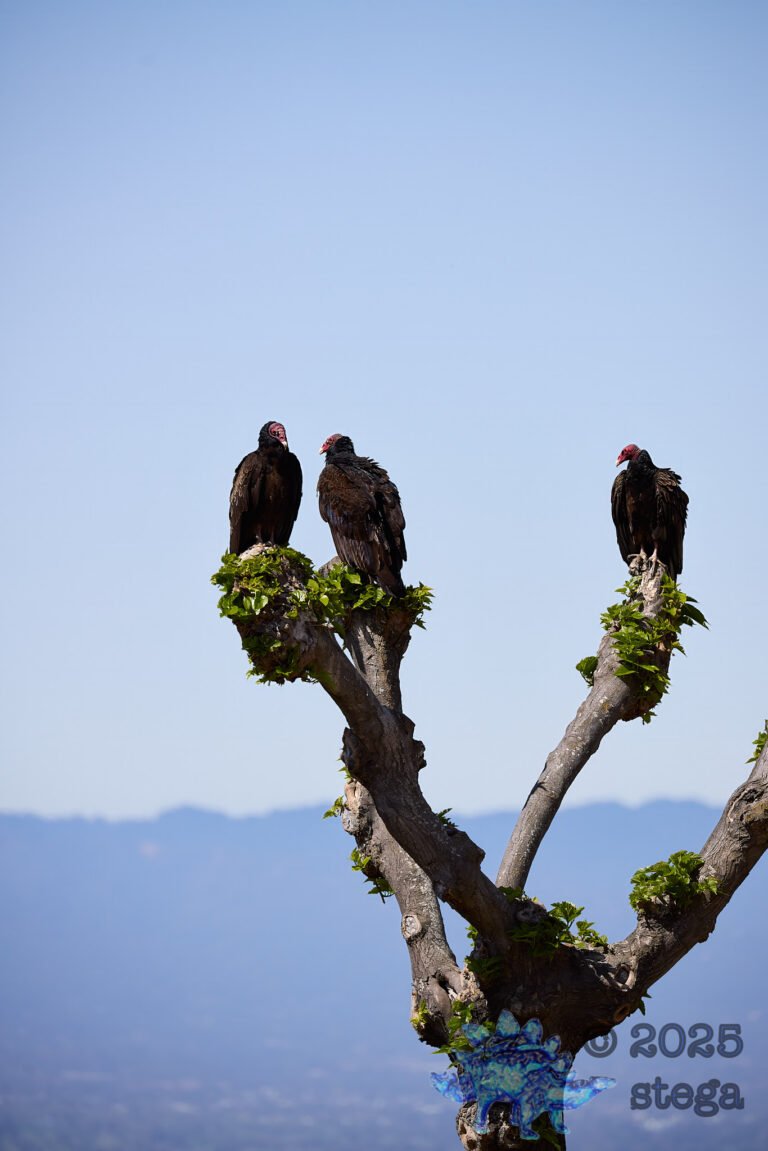 Turkey Vulture
