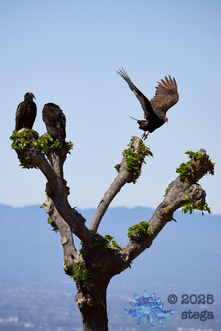 Turkey Vulture