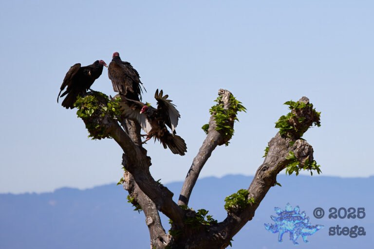Turkey Vulture