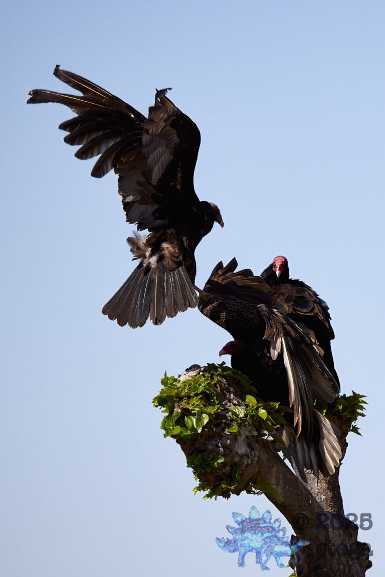 Turkey Vulture