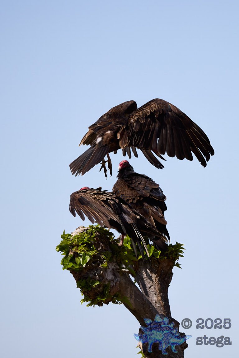 Turkey Vulture