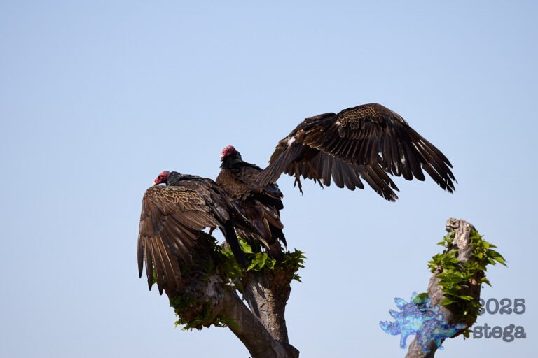 Turkey Vulture