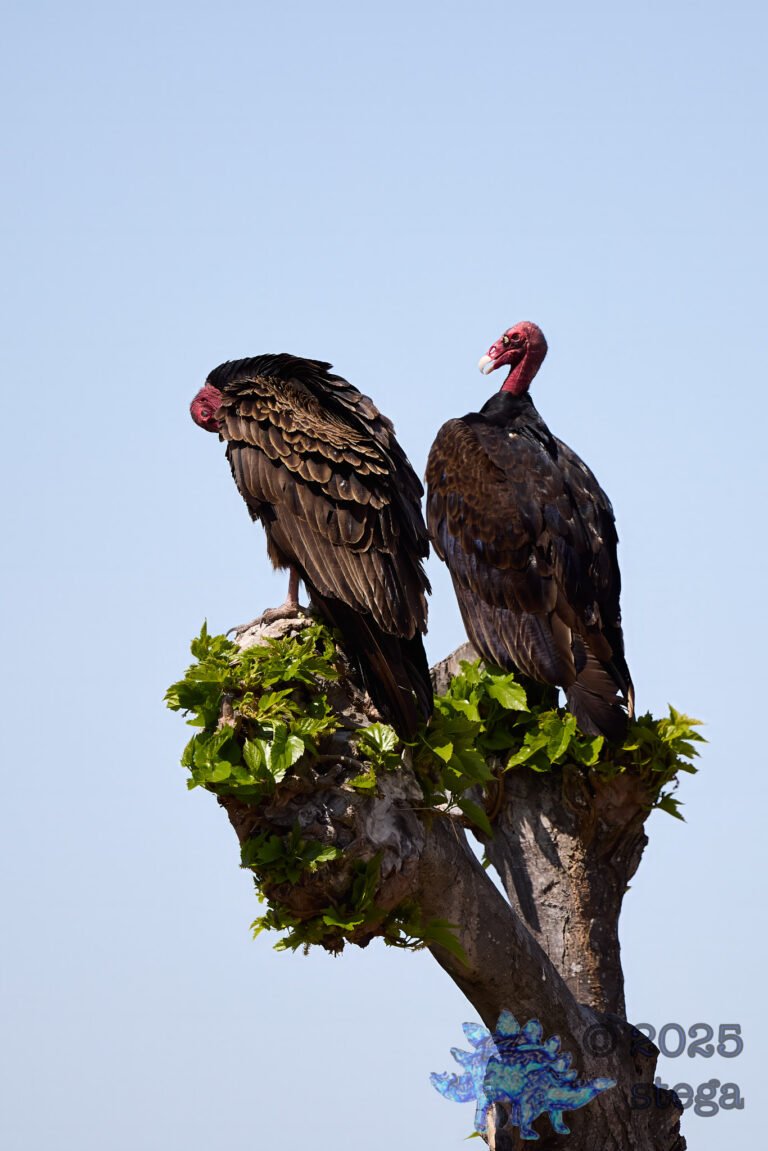 Turkey Vulture