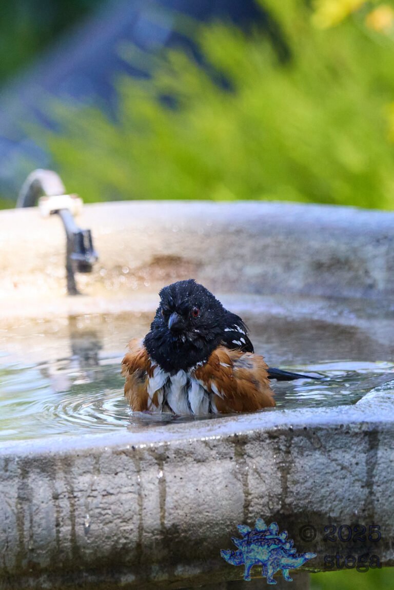 Spotted Towhee