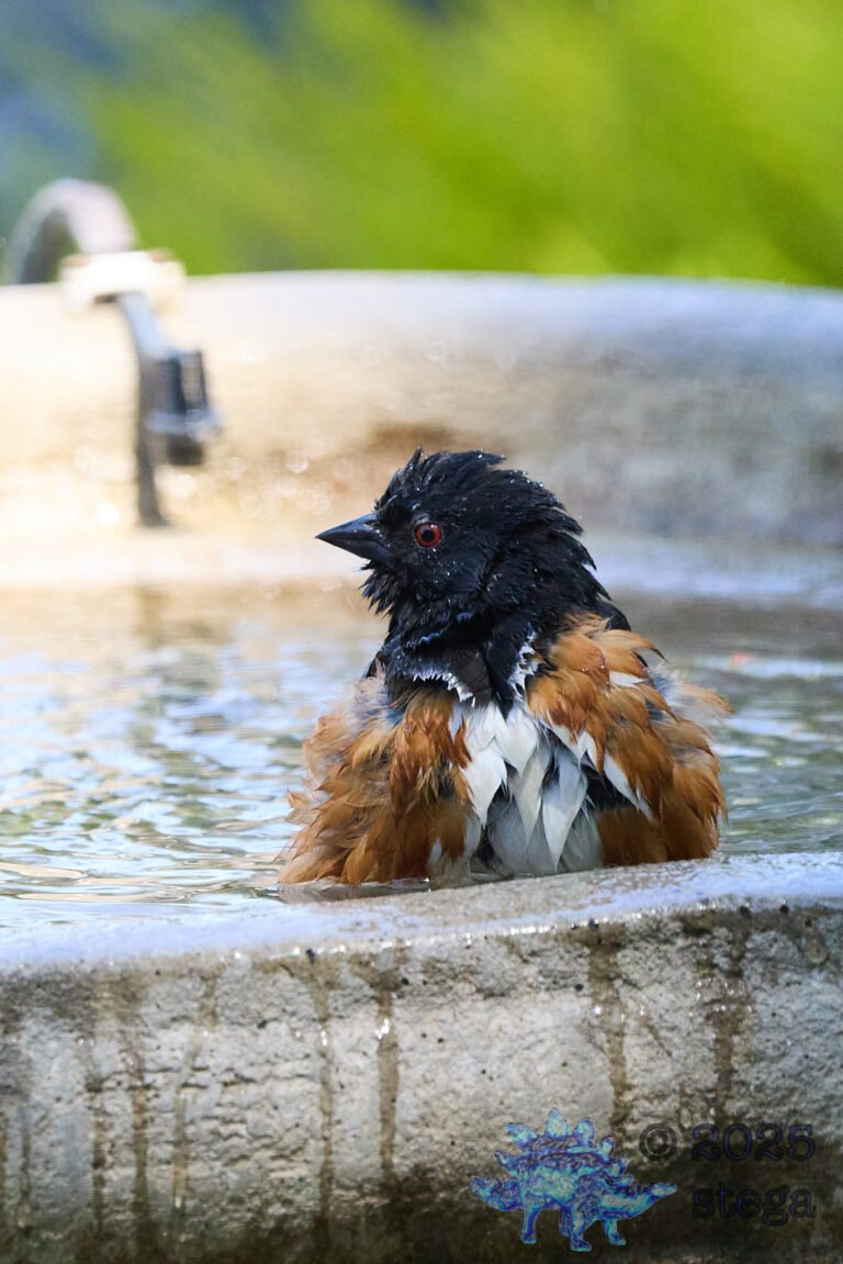 Spotted Towhee