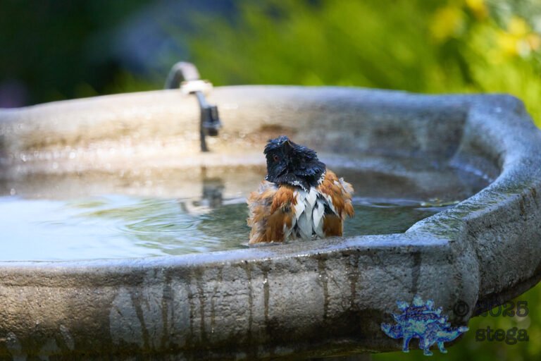 Spotted Towhee