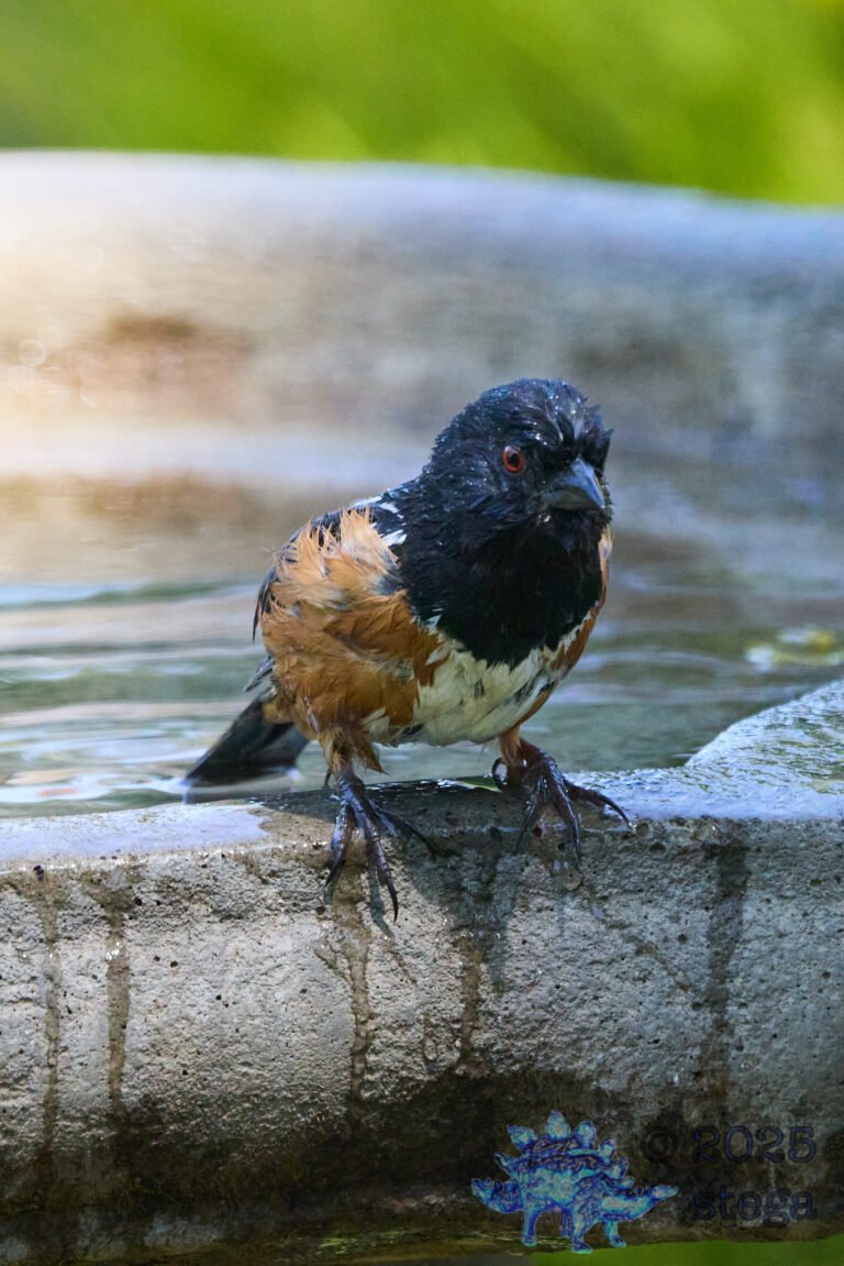Spotted Towhee