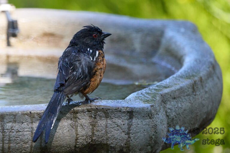 Spotted Towhee