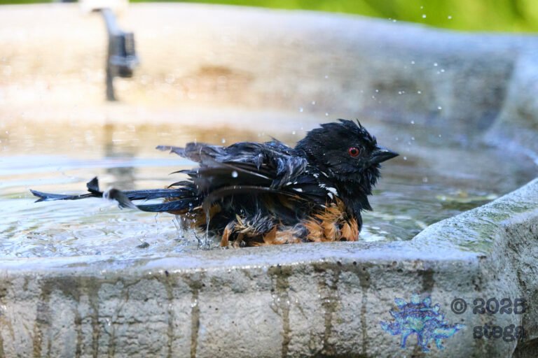 Spotted Towhee