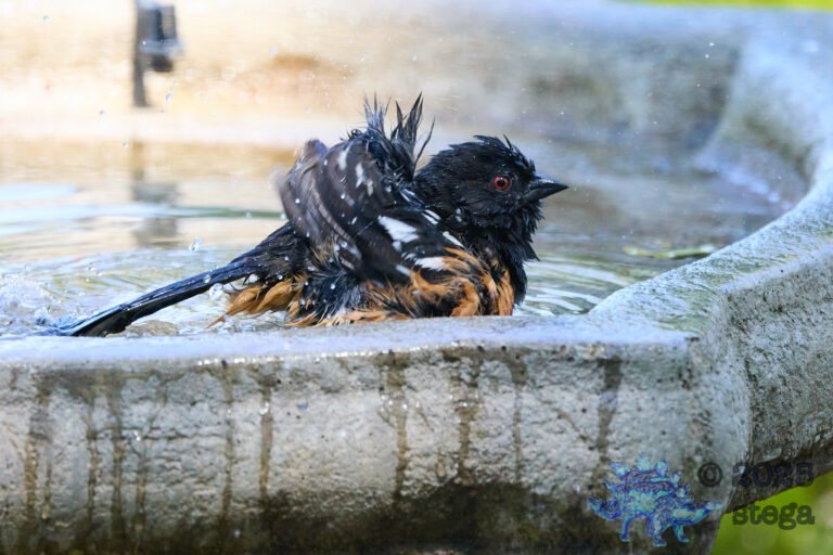 Spotted Towhee
