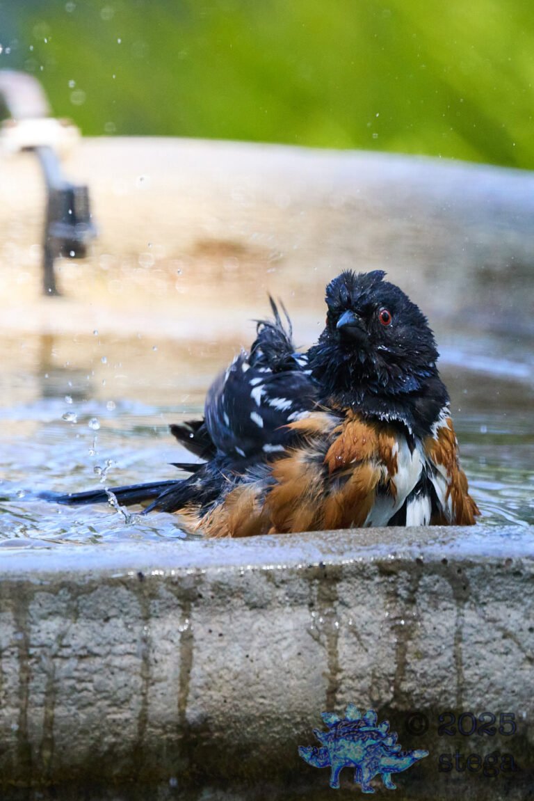 Spotted Towhee