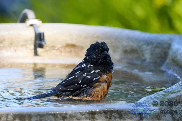 Spotted Towhee