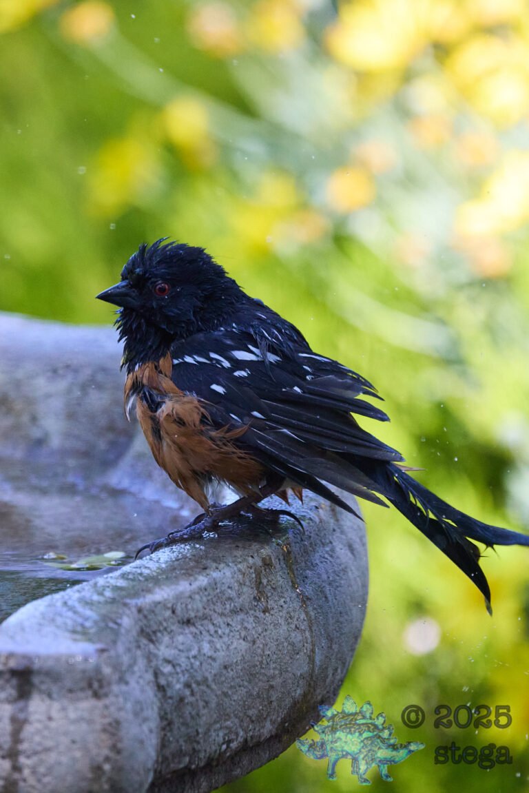 Spotted Towhee